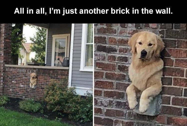 33 Funny Animal Pictures