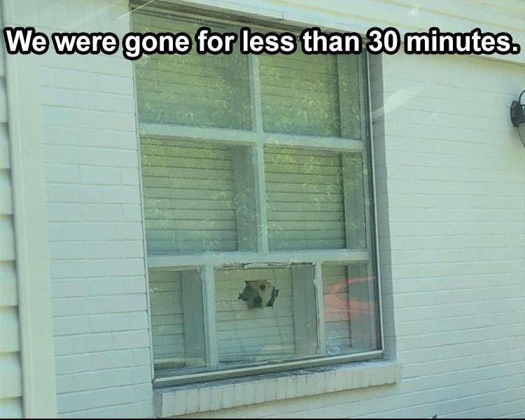 45 Funny Animal Pictures
