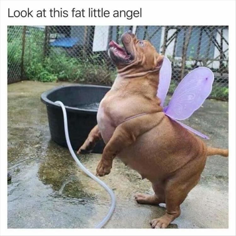 25 Funny Animal Pictures