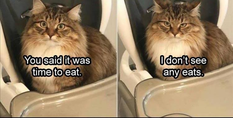 59 Funny Animal Pictures