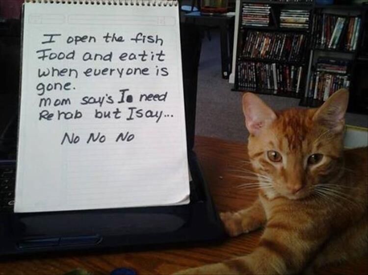 28 Funny Cat Confessions