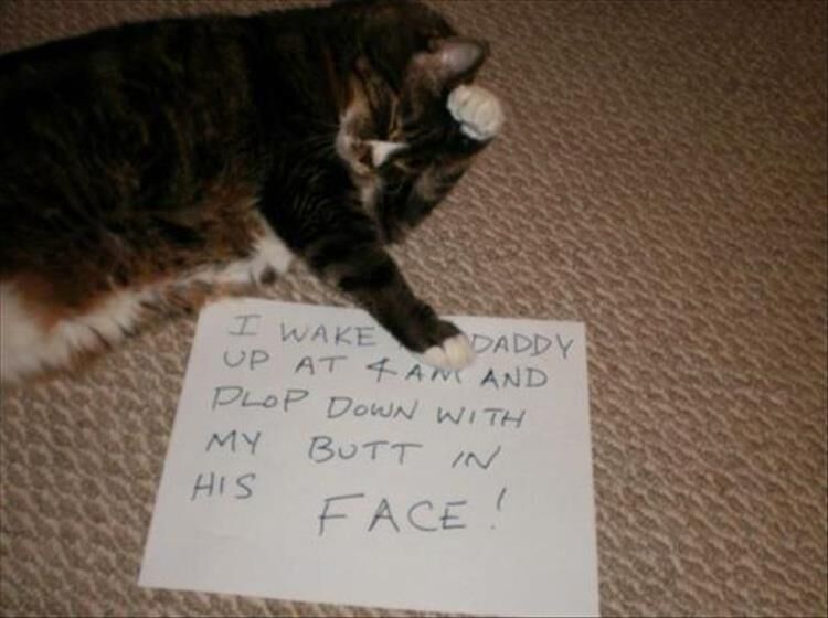 28 Funny Cat Confessions