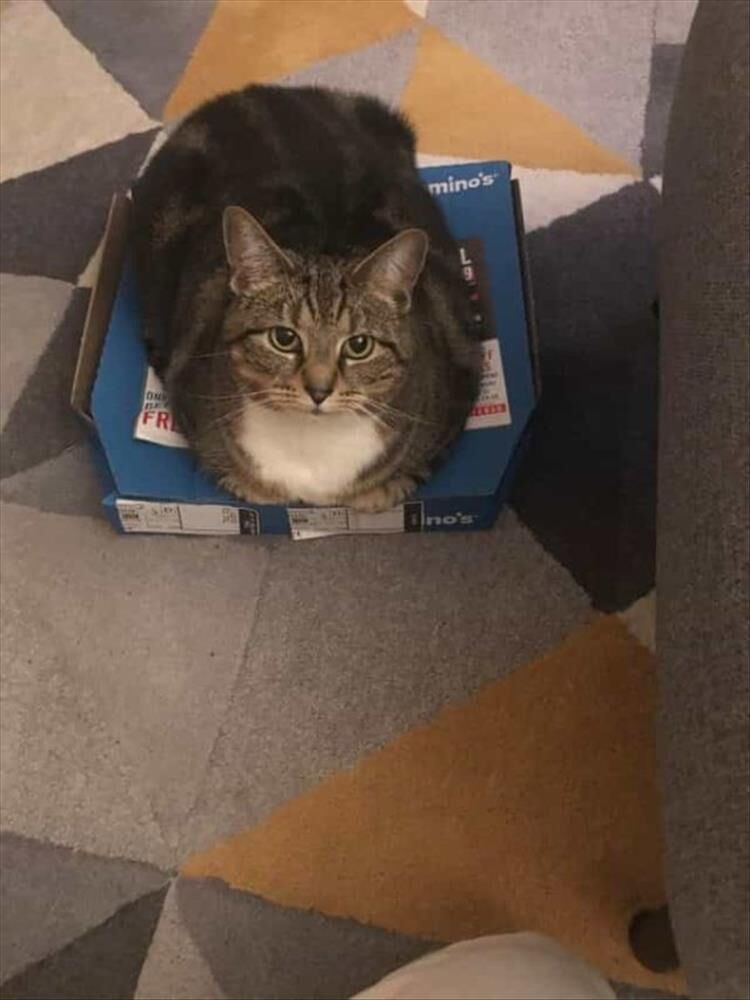 I'm Starting To Think Cats Like The Pizza Box More Than The Pizza Itself