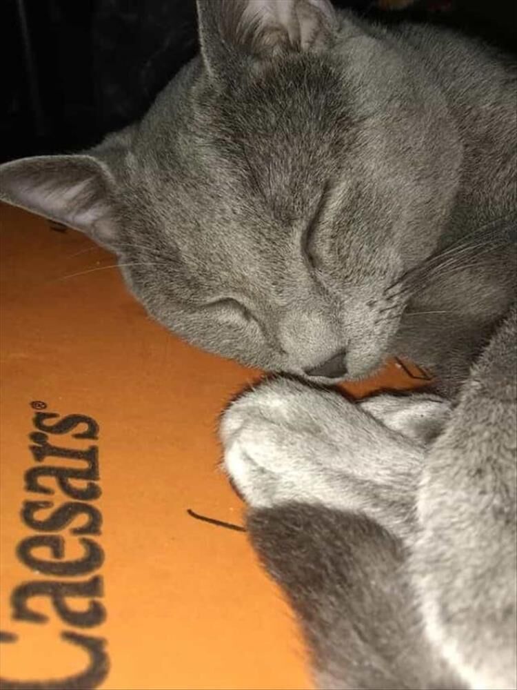 I'm Starting To Think Cats Like The Pizza Box More Than The Pizza Itself