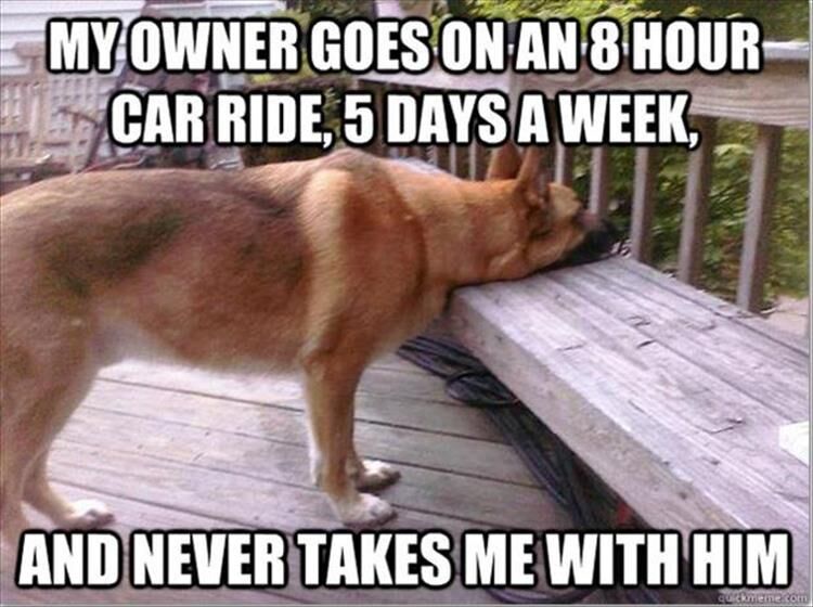 A Dog's Life, The Struggle Is Real