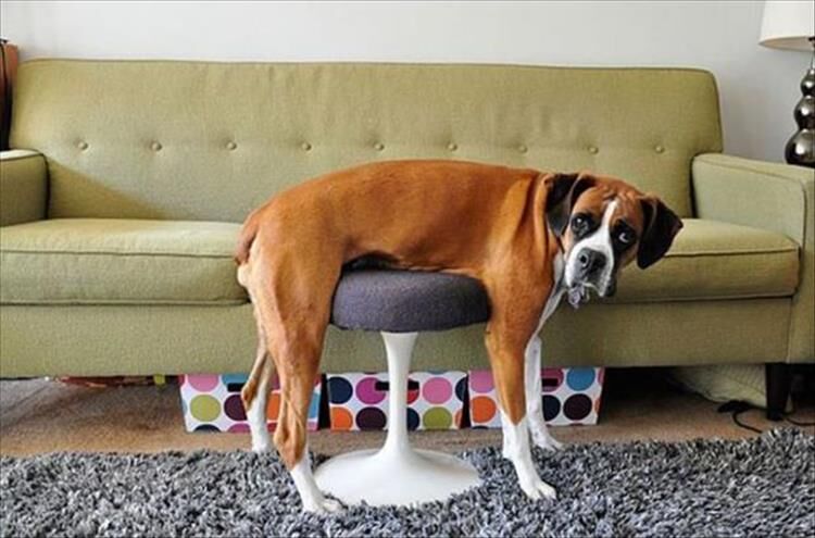Furniture Is A Lot Harder To Figure Out When You're A Dog