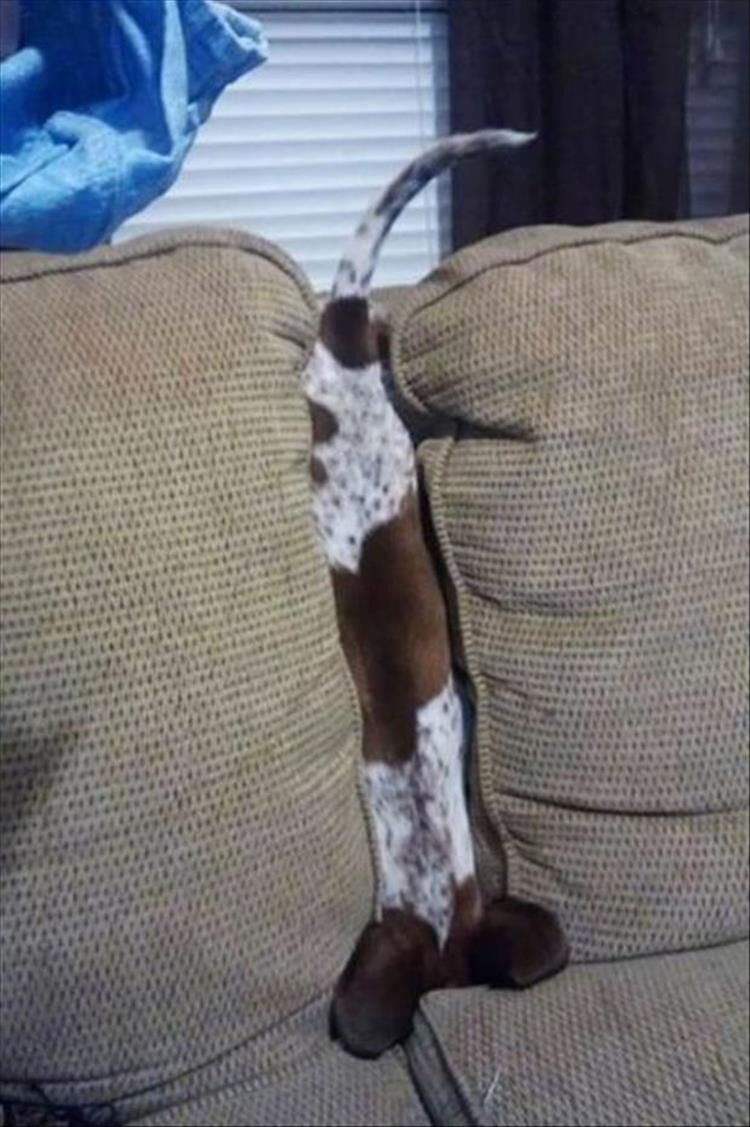 Furniture Is A Lot Harder To Figure Out When You're A Dog