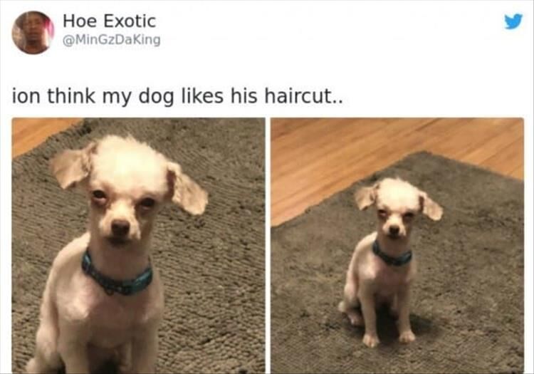 The Best Of Really Bad Quarantine Hair Cuts (Animal Edition)