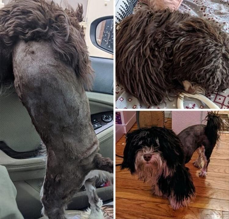 The Best Of Really Bad Quarantine Hair Cuts (Animal Edition)