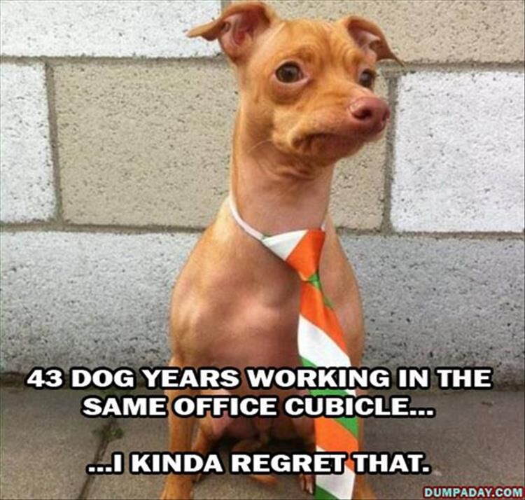 18 Dogs Who Regret NOTHING!