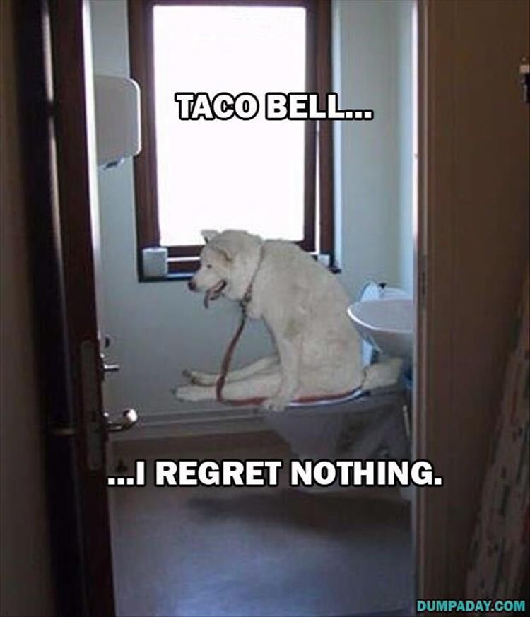 18 Dogs Who Regret NOTHING!