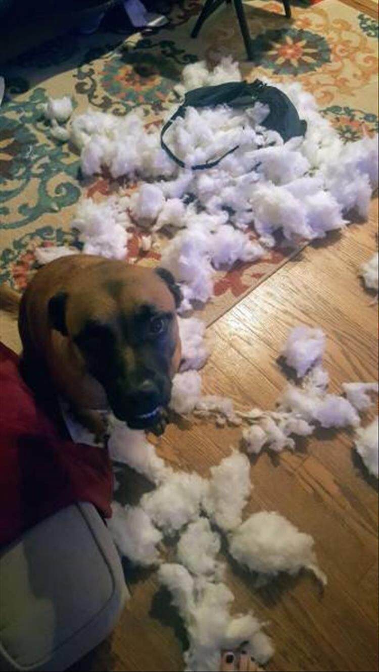 I'm Starting To Think That Pets Are The Reason We Can't Have Nice Things