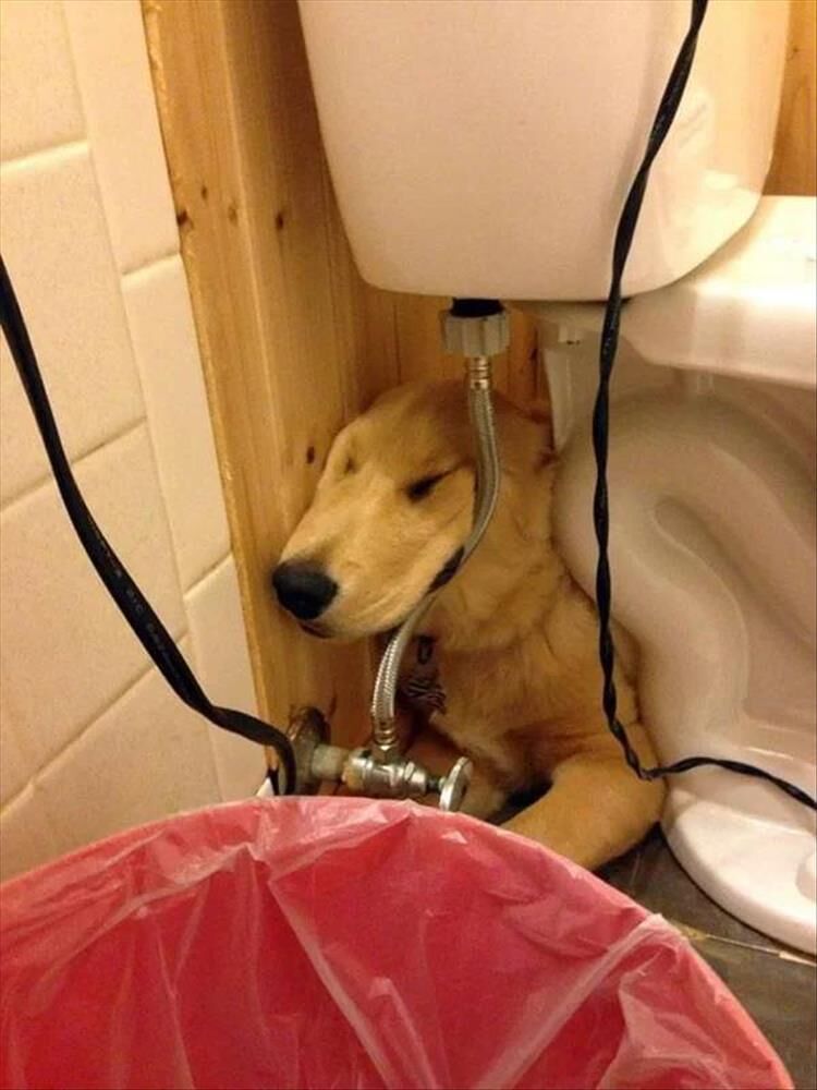 Proof Dogs Can Sleep Anywhere, At Anytime And In Any Position