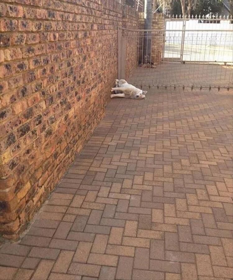 Proof Dogs Can Sleep Anywhere, At Anytime And In Any Position