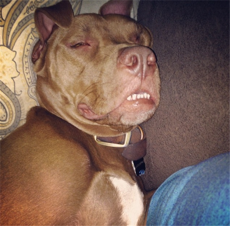 21 Of The Cutest Sleeping Dogs