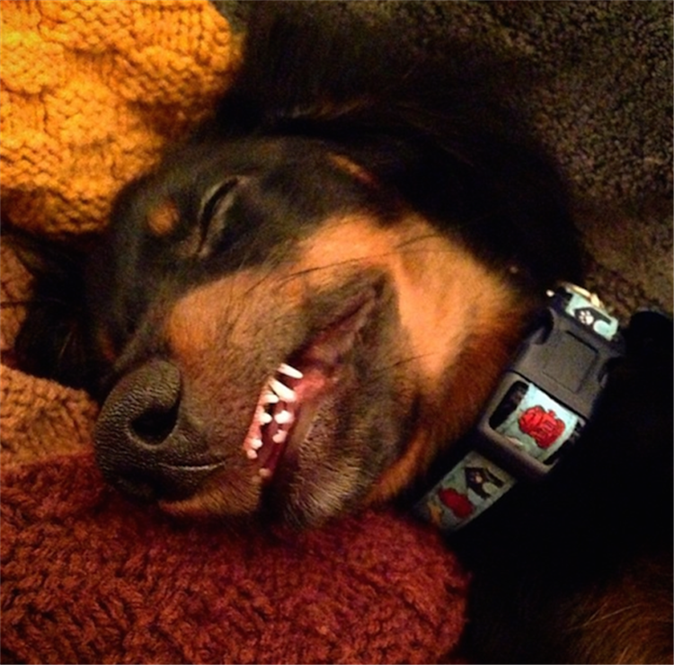 21 Of The Cutest Sleeping Dogs