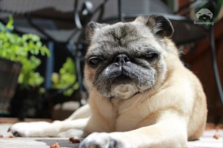 18 Animals Who Have Mastered The Stink Eye