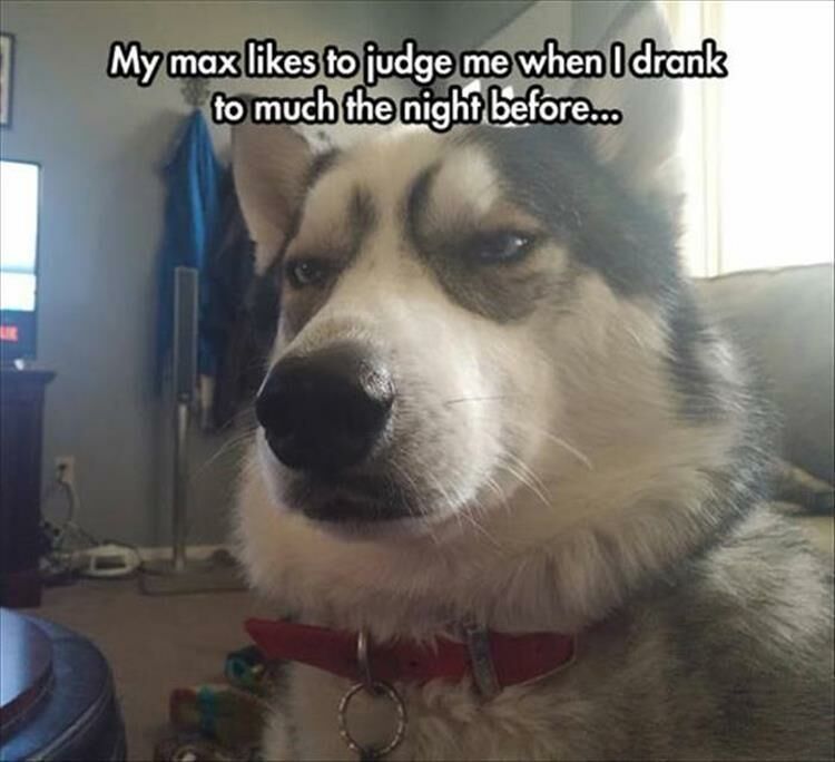 Funny Animals Of The Day 24 Pics
