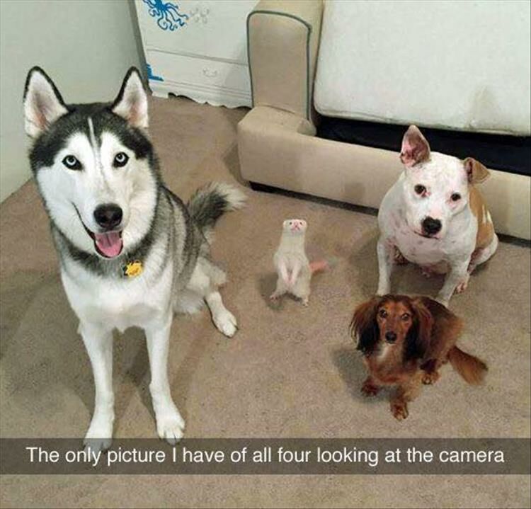 Funny Animals Of The Day 23 Pics