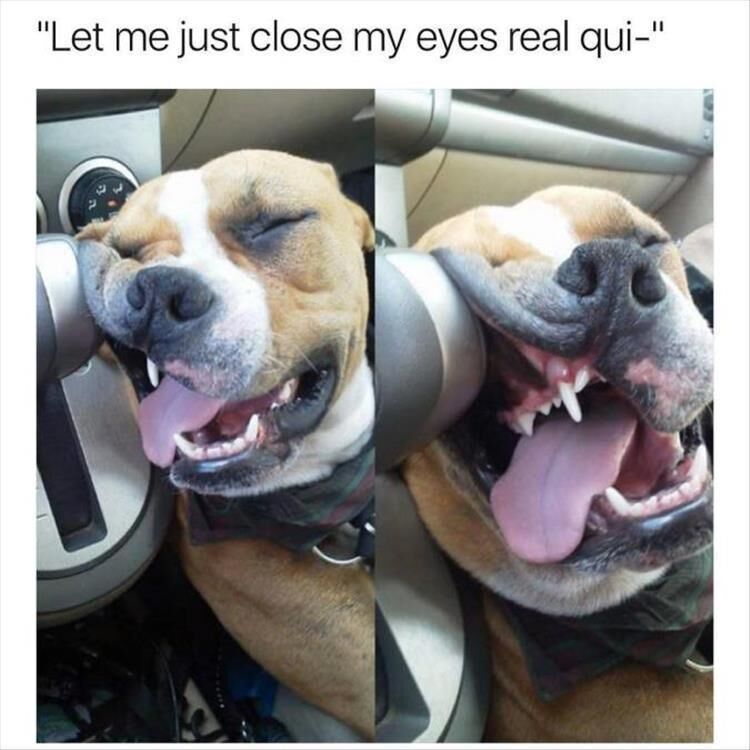 Funny Animal Memes Of The Day