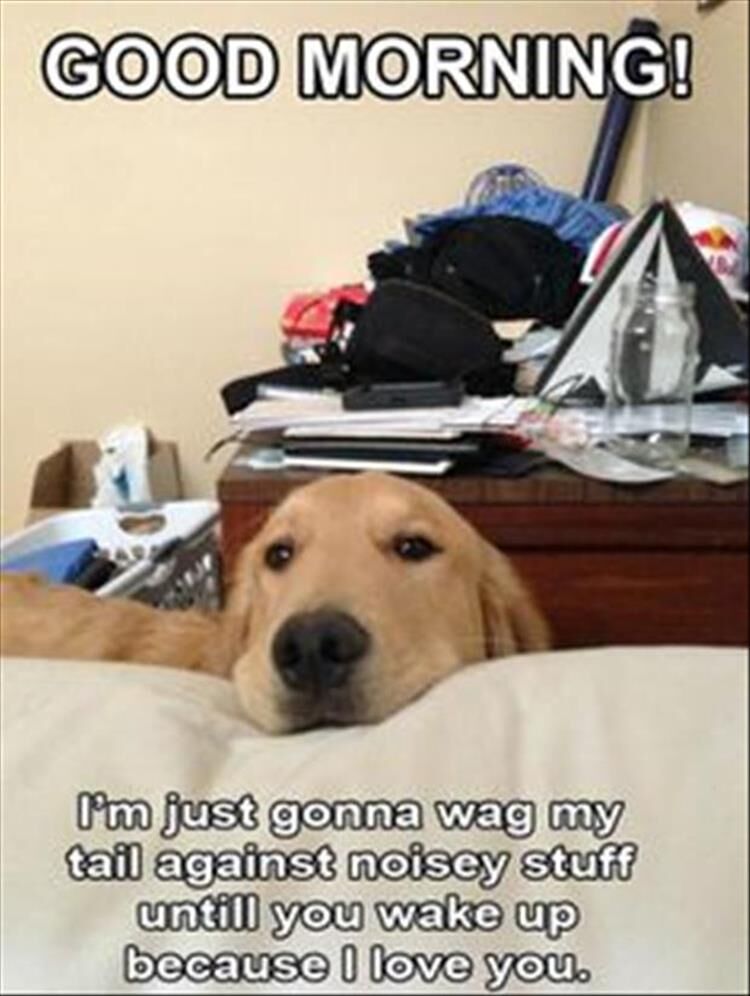 20 Funny Animal Pictures