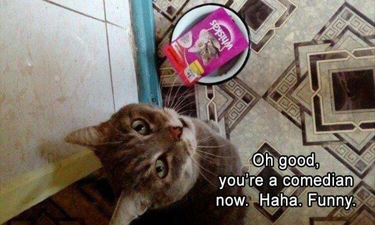 Funny Animal Pictures 23 Pics
