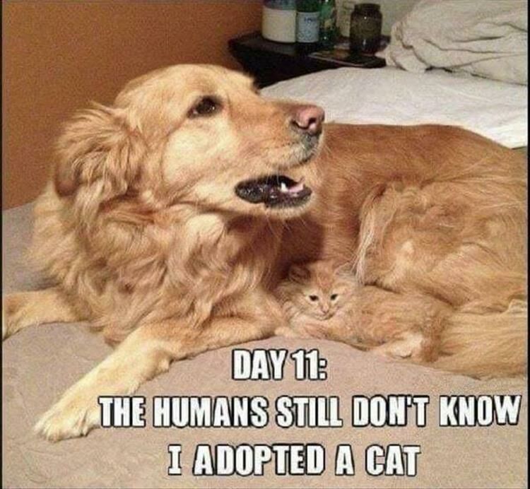 Funny Animal Memes Of The Day 18 Pics