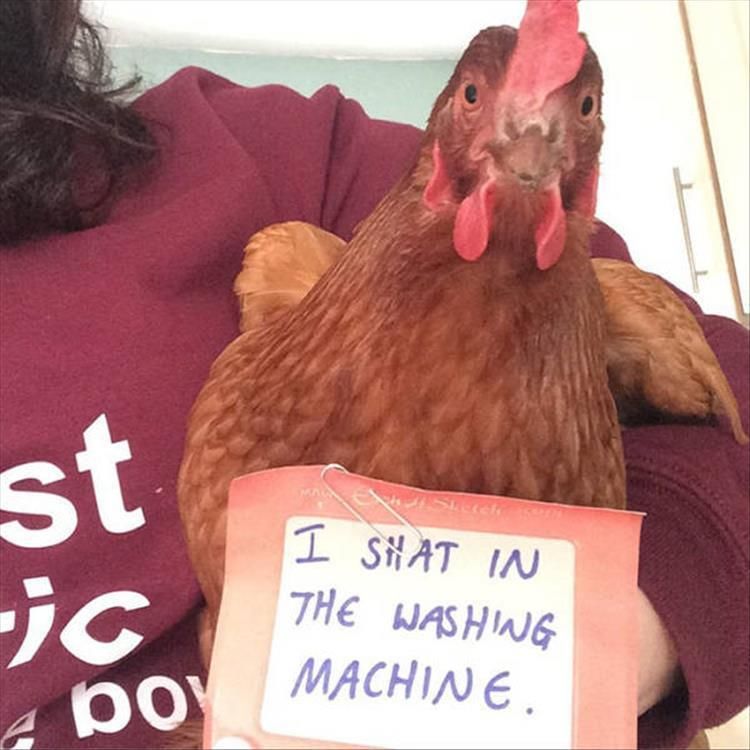 Chicken Shaming Signs Are The Only Signs I Want To Read Today