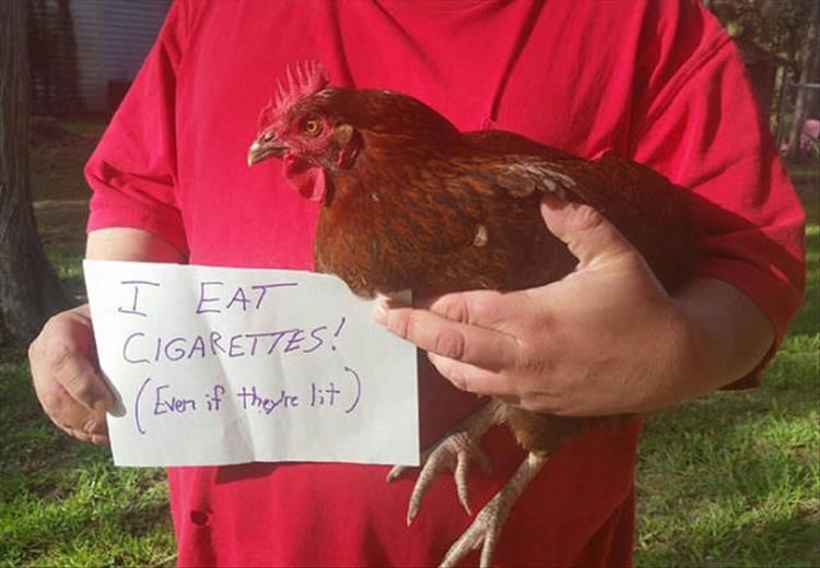 Chicken Shaming Signs Are The Only Signs I Want To Read Today