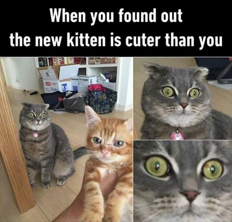 Funny Animal Memes Of The Day 29 Pics