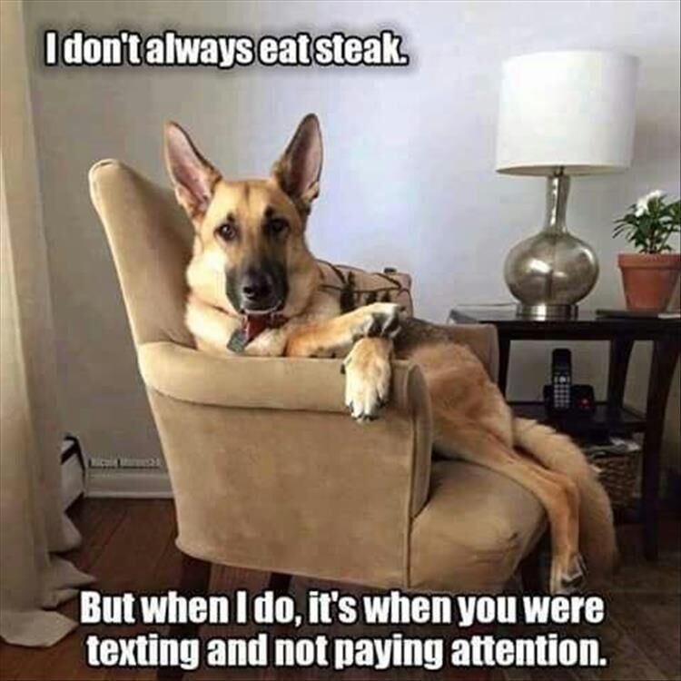 Funny Animal Memes Of The Day 30 Pics