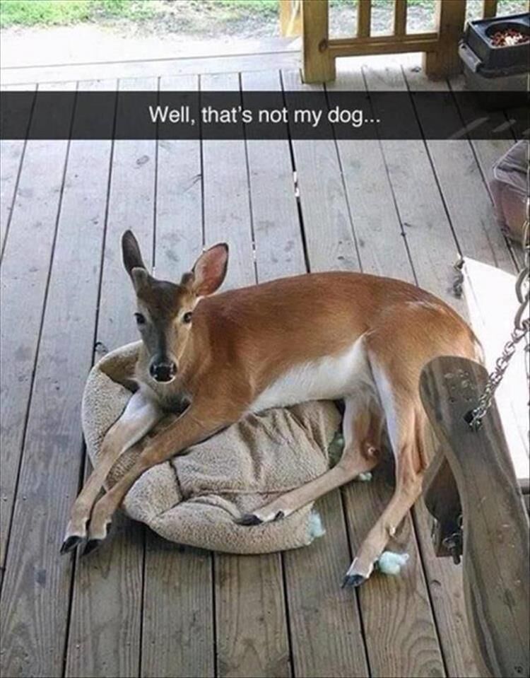 Funny Animal Memes Of The Day 28 Pics Death To Boredom