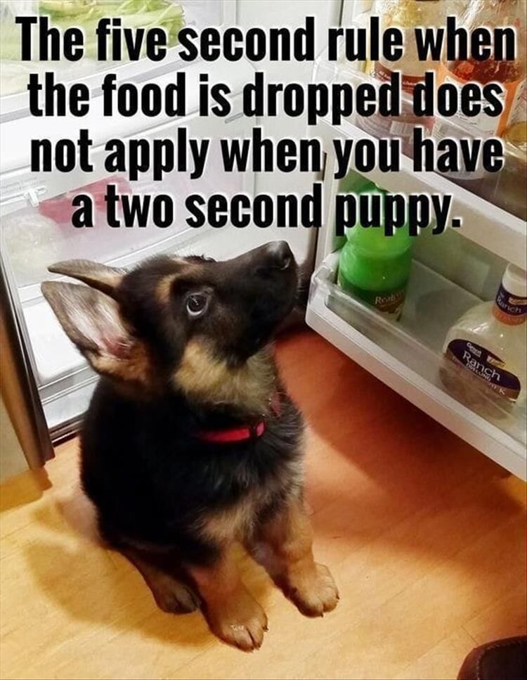 Funny Animal Memes Of The Day 20 Pics