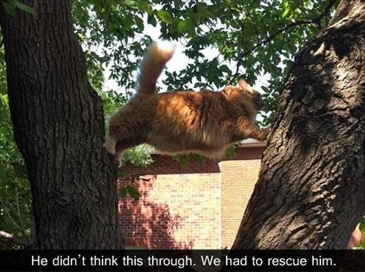 17 Funny Animal Pictures