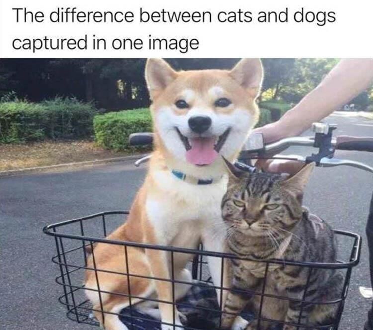 Funny Animal Memes Of The Day 23 Pics