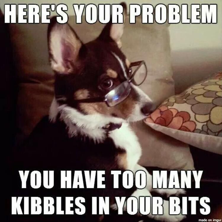 Funny Animal Memes Of The Day 27 Pics