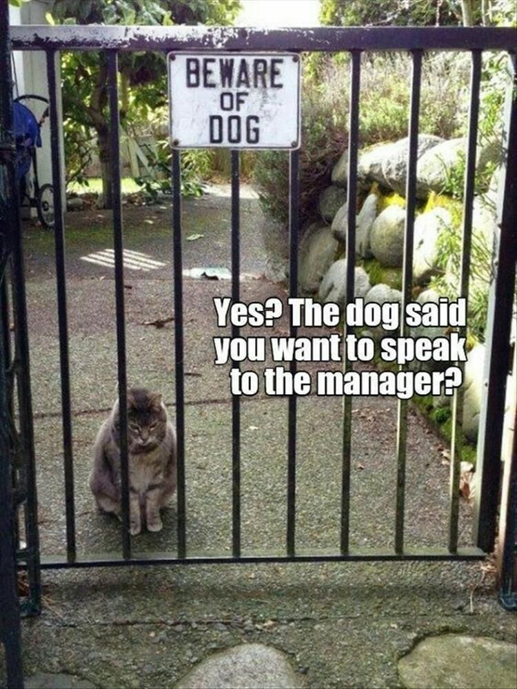 Funny Animal Memes Of The Day 24 Pics