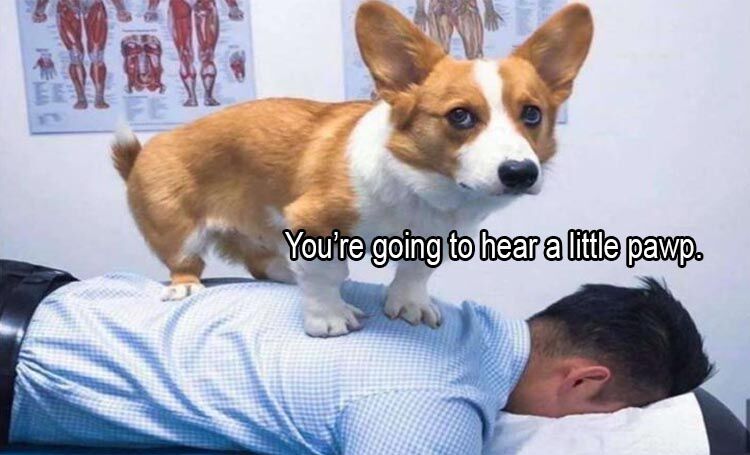 22 Funny Animal Pictures