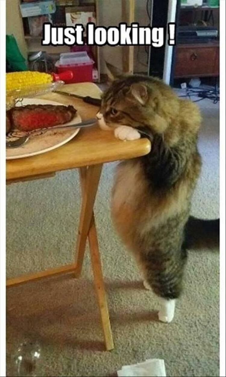 Funny Animal Memes Of The Day 25 Pics