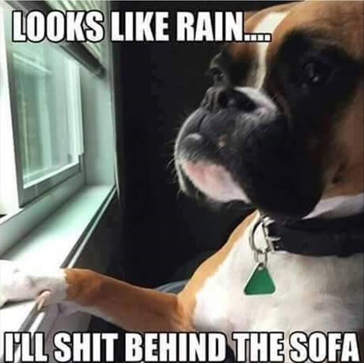 Funny Animal Memes Of The Day 30 Pics
