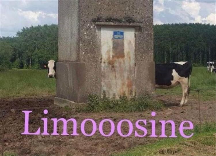 Funny Animal Meme Dump 21 Pics