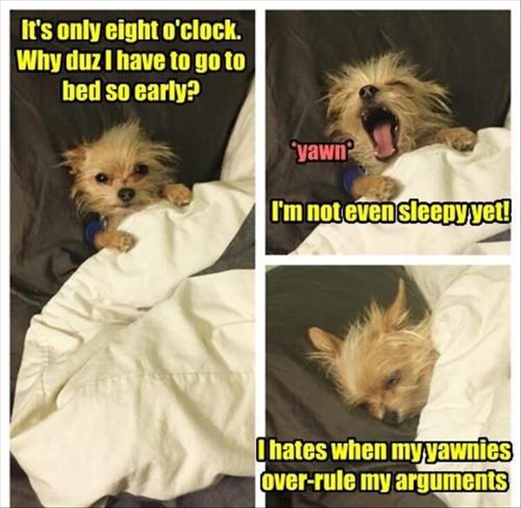 21 Funny Animal Pictures