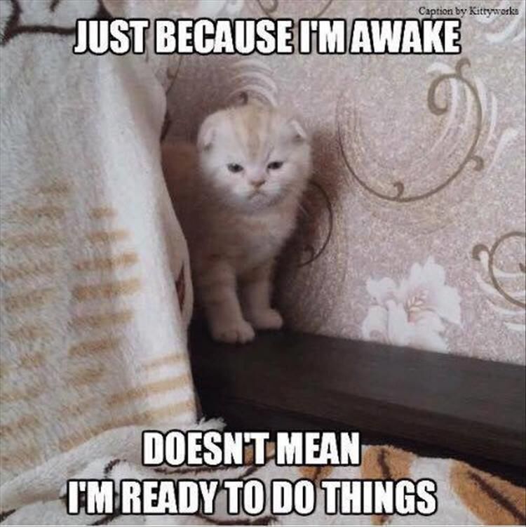 Funny Animal Memes Of The Day 31 Pics