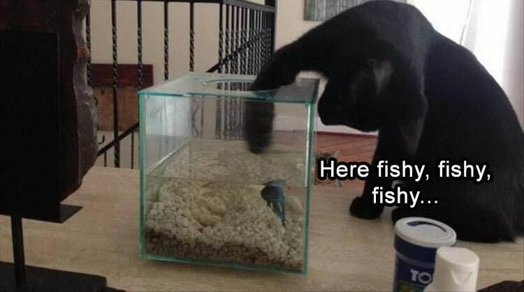 18 Funny Animal Pictures