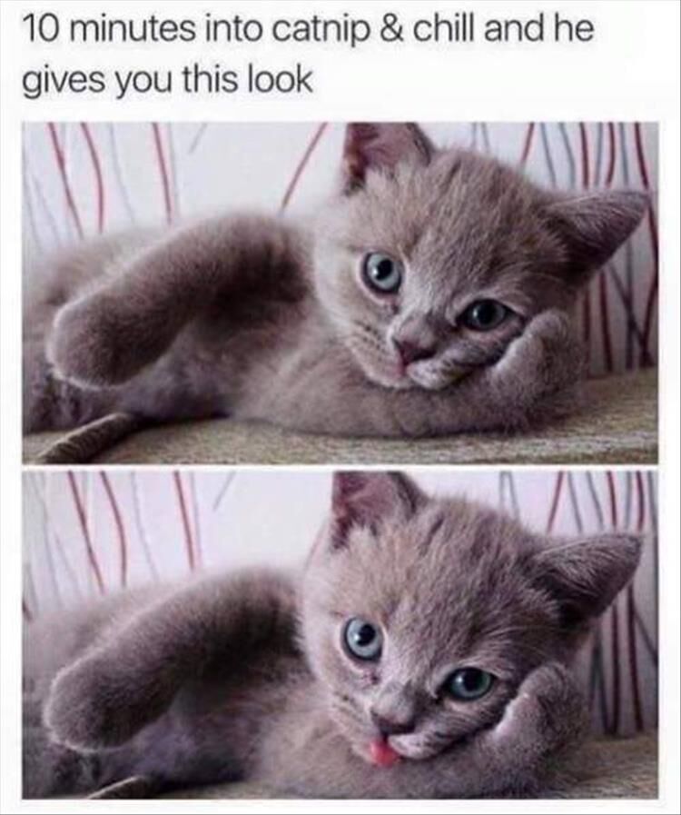 Funny Animal Memes Of The Day 29 Pics