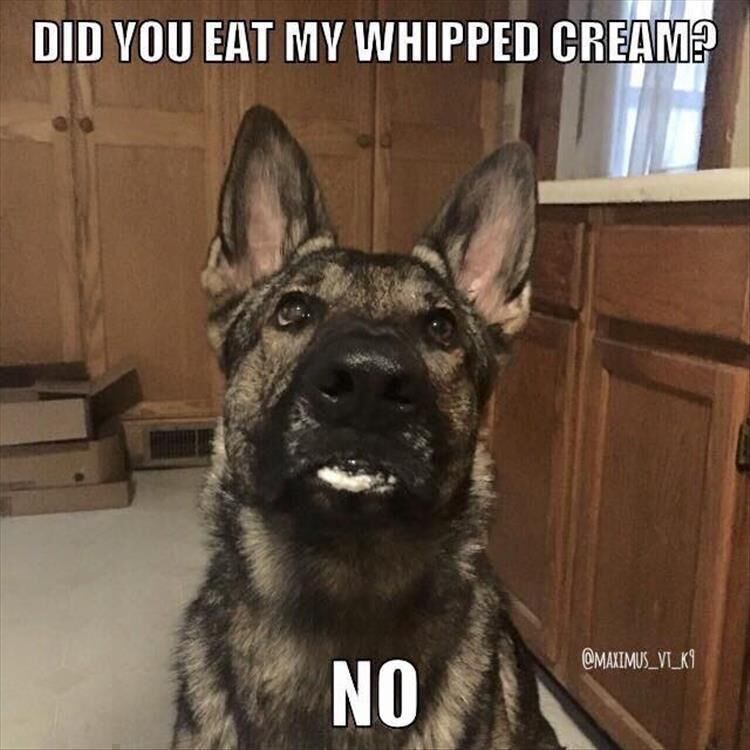 Funny Animal Memes Of The Day 31 Pics