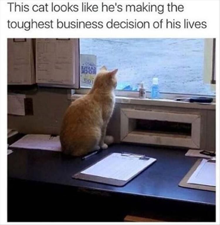 Funny Animal Memes Of The Day