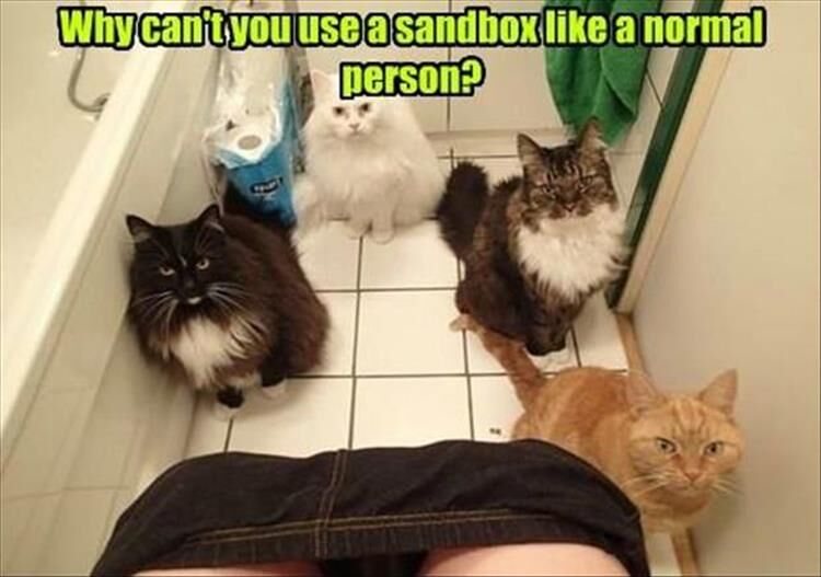 16 Funny Animal Pictures