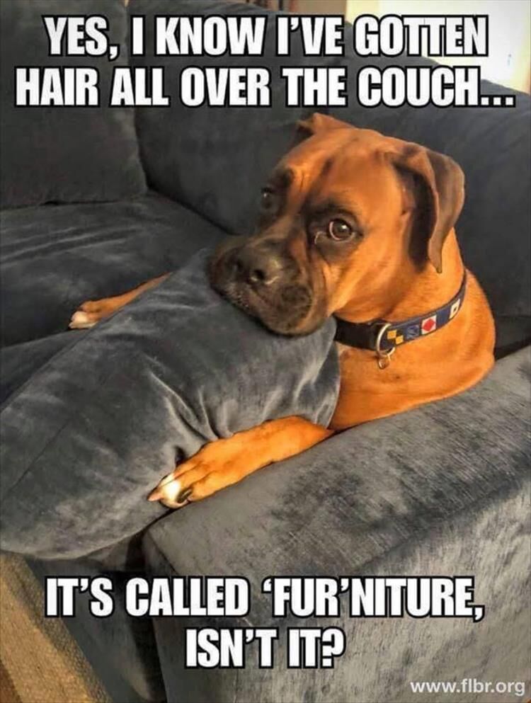 Funny Animal Memes Of The Day 23 Pics