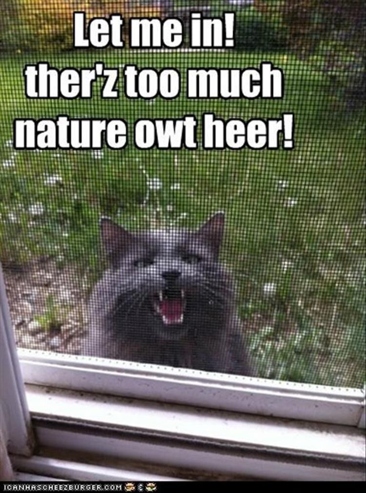 14 Funny Animal Pictures